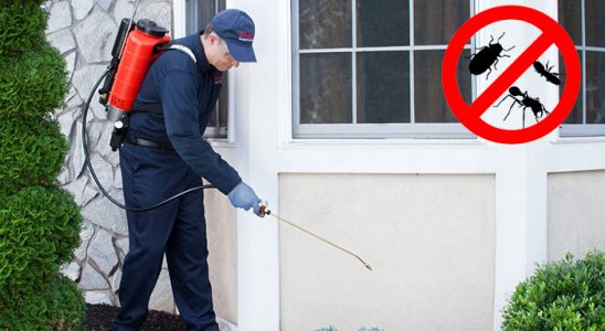Çine Kemirgen İlaçlama böcek ilaçlama ve haşere kontrolü — ilaclama-tr.com